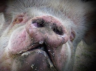 В Самарской области с начала года зарегистрировано уже 100 случаев АЧС В Самарской области с начала года зарегистрировано уже 100 случаев АЧС