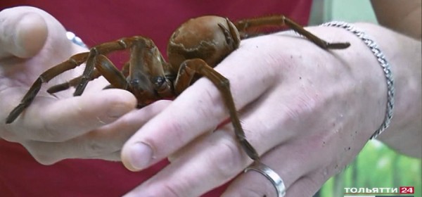 В Тольятти открылась выставка &laquo;Удивительный мир пауков&raquo; 