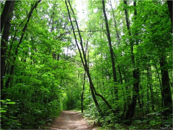 В Самарской области введет запрет на пребывание в лесах
