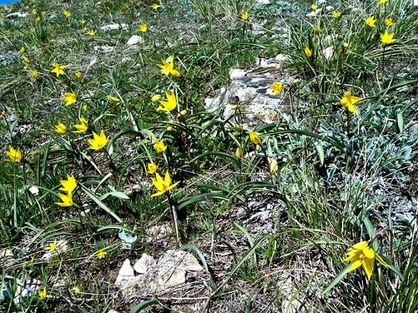 (фото) Недалеко от Тольятти нашли скифский тюльпан (фото) Недалеко от Тольятти нашли скифский тюльпан