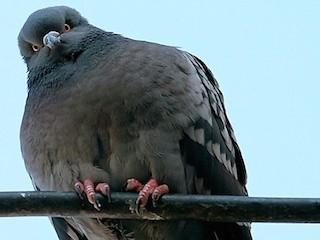 Прибывший в Хабаровск самарец Дегтярев заявил, что жирные голуби уже перекормлены Прибывший в Хабаровск самарец Дегтярев заявил, что жирные голуби уже перекормлены