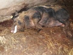 Памятка об африканской чуме свиней