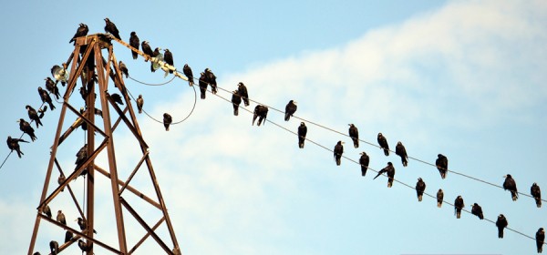 В Федоровке 13 и 14 октября будет отключено электричество