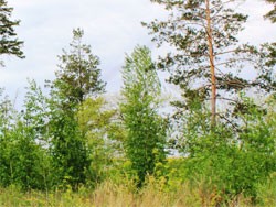 В Самарской области установлен запрет на пребывание в лесах до 11 октября 