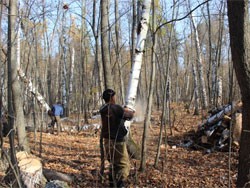 Самарская область на втором месте в стране по расчистке лесных территорий 