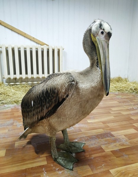 В Самарской области спасли таинственного пеликана В Самарской области спасли таинственного пеликана