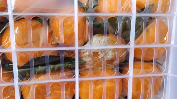 В Самарскую область пытались ввезти запрещенные китайские фрукты