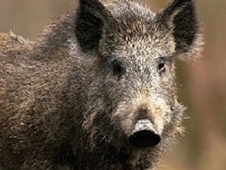 В Самарской области выявлен еще один очаг АЧС