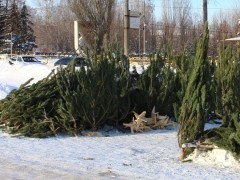 В Тольятти заработали елочные базары 