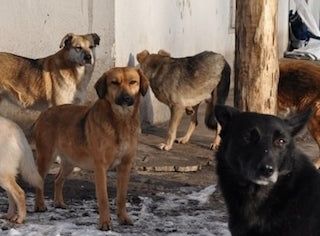 Власти Тольятти разъяснили вопрос с отловом бродячих животных Власти Тольятти разъяснили вопрос с отловом бродячих животных