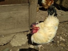 Профилактика гриппа птиц Профилактика гриппа птиц