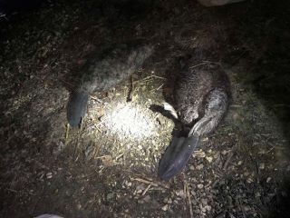 В Самарской области задержан убийца бобров В Самарской области задержан убийца бобров