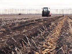 В регионе овощеводческие хозяйства собрали почти 230 тысяч тонн продукции