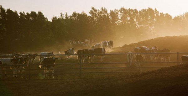 Россельхозбанк возобновил финансирование &laquo;ЭкоНивы&raquo;