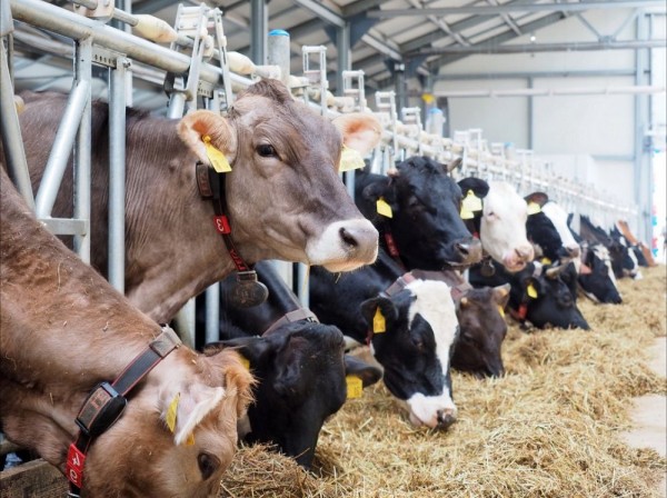 В Самарской области установлен запрет на ввоз отдельных видов продукции животноводства