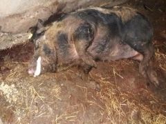 Тольяттинская станция по борьбе с болезнями животных информирует