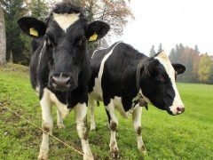 Осторожно, ящур!